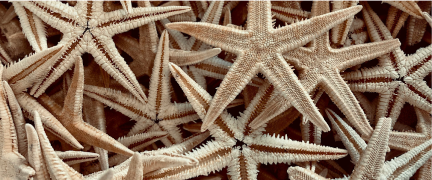 upclose photo of multiple starfish